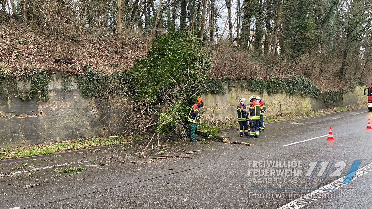 TH – Umgestürzter Baum