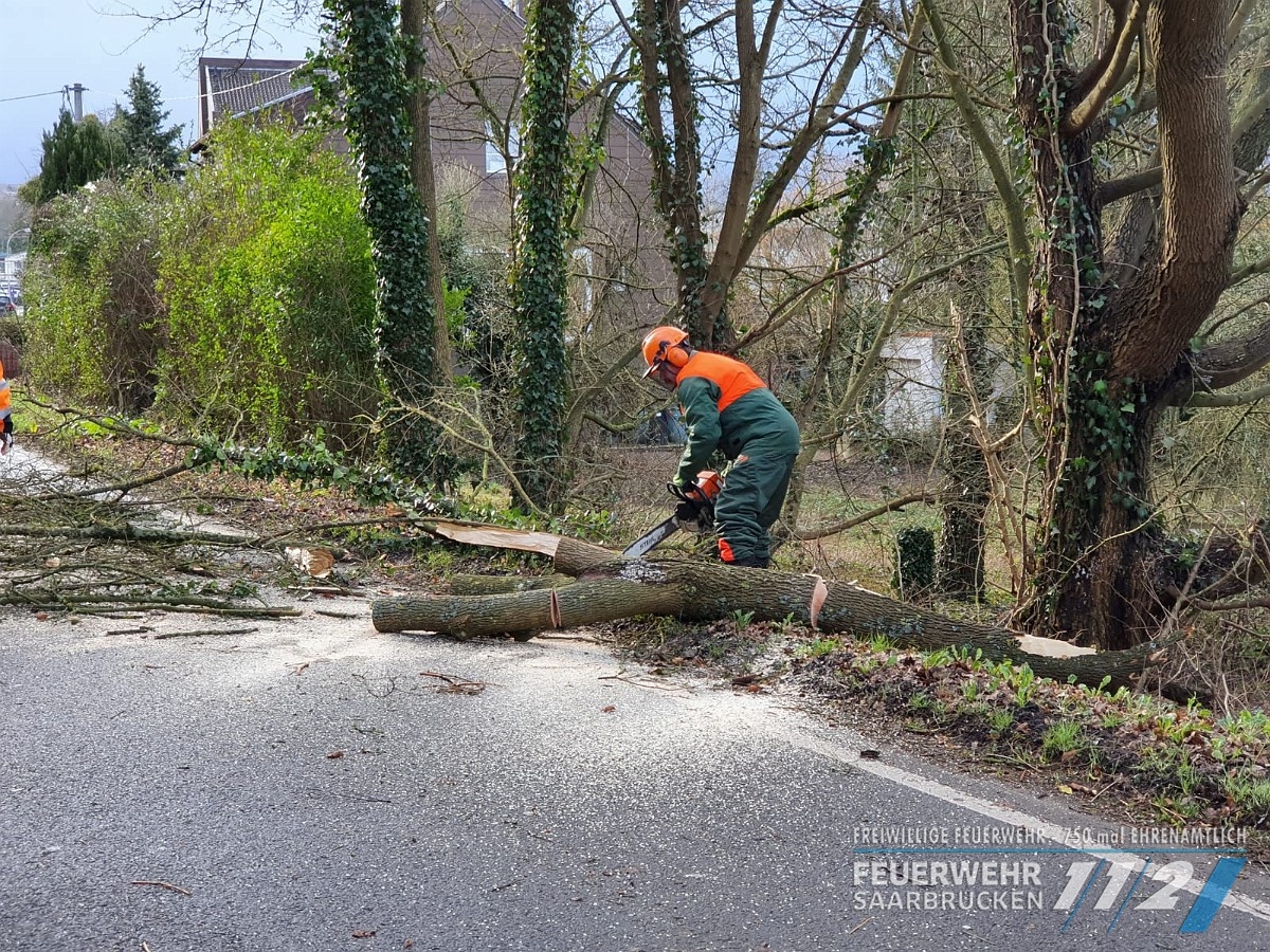 TH – Umgestürzter Baum