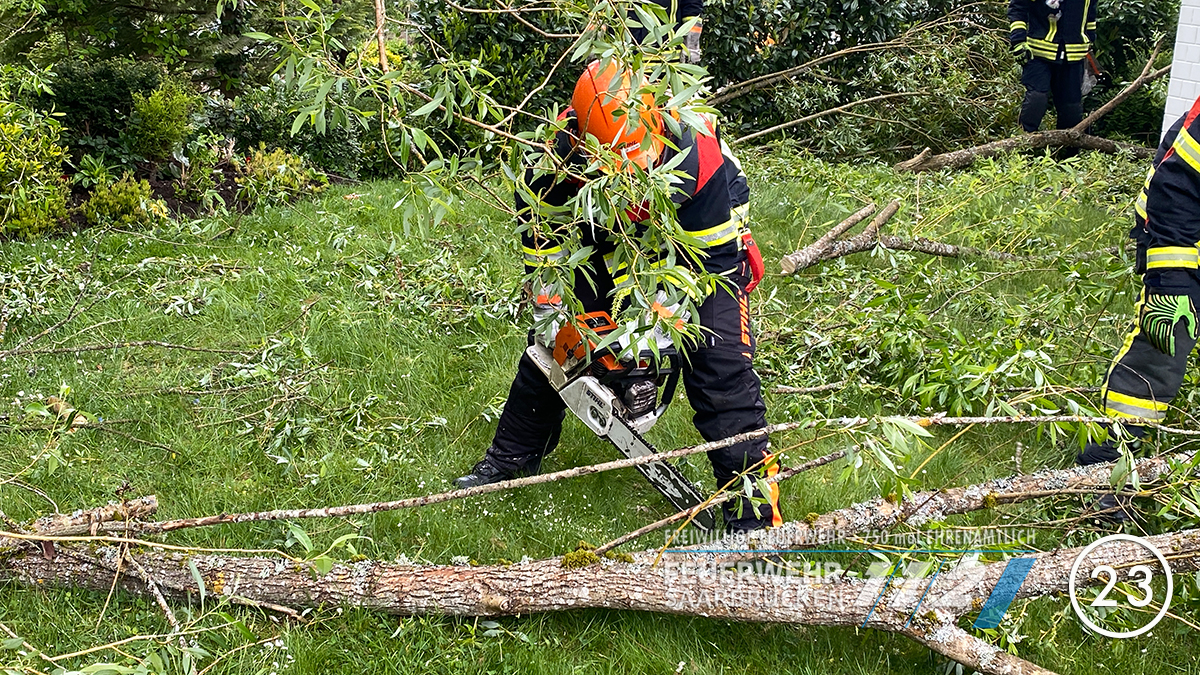 TH1: Umgestürzter Baum