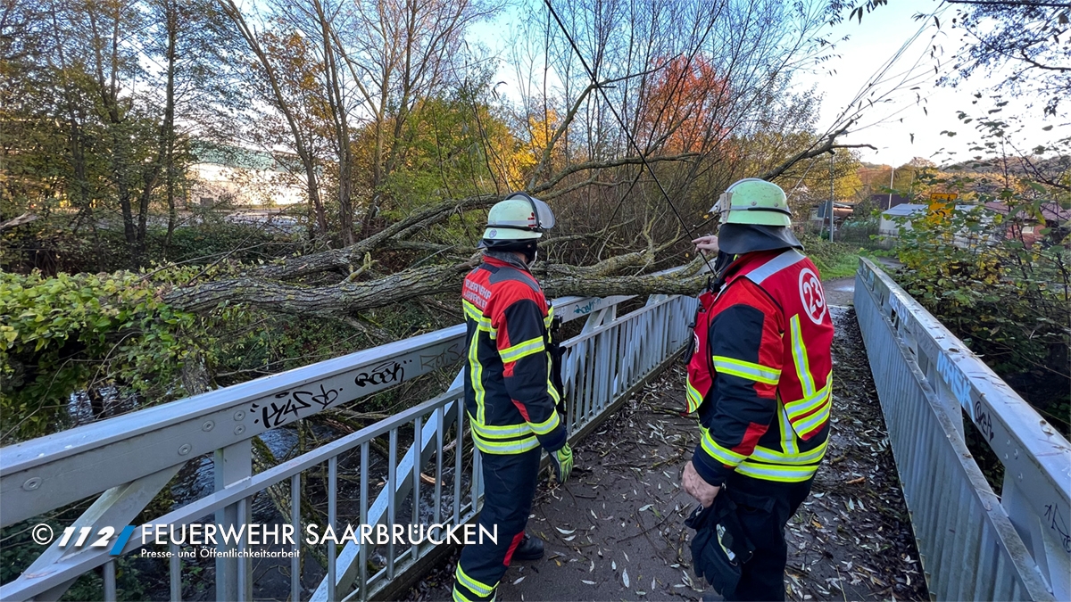 Umgestürzter Baum