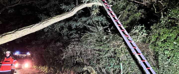 TH – Umgestürzter Baum