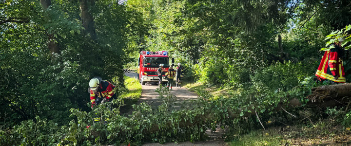 TH – Baum umgestürzt